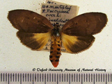 Stenarctia griseipennis